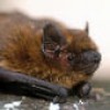 Pipistrellus pipistrellus