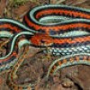 Thamnophis