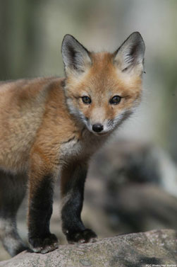 Red fox